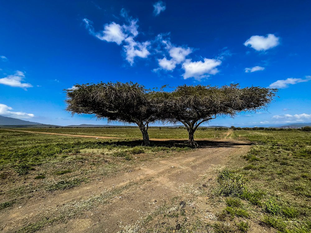 WRC και μόνο στην Αφρική συναντάς αυτά τα δέντρα 